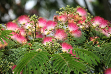 25 MIMOSA / Persian SILK TREE Albizia Julibrissin Seeds